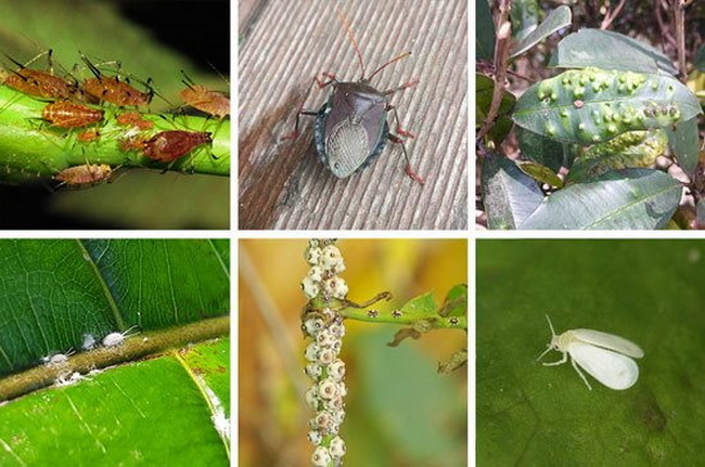 خدمات تشخیص و دفع آفات گیاهان